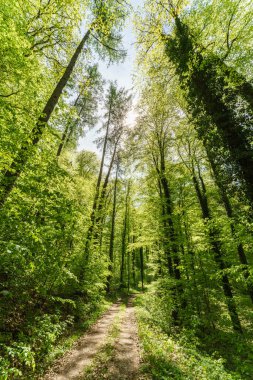 Ağaçlara bakan gökyüzüne bakan harika bir manzara.