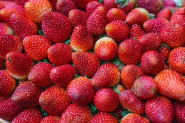 Taze toplanmış çileklerin arka planı, tam üstte.