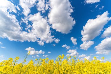 Bir Blooming kanola tarlası. Yazın sahada tecavüz. Parlak sarı kolza yağı. Çiçekli tecavüz tohumu. Mavi gökyüzü, güneş ve bulutlarla