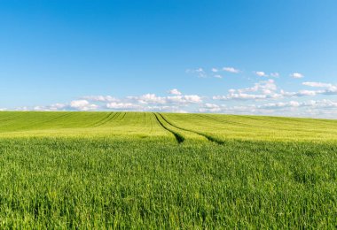Buğday tarlasında ve mavi gökyüzünde güzel bir gün batımı
