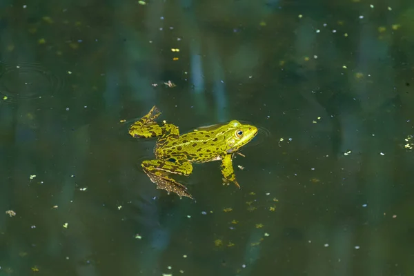 Rana esculenta synklepton, frog, green frog, marsh frog, water, animal close-up portrait