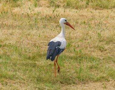 Beyaz leylek, ağustos böceği, çayırda duruyor ve yiyecek arıyor.