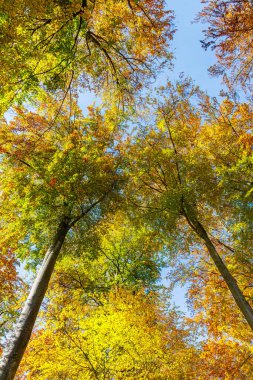 Fall autumn treetops upward view from a ground