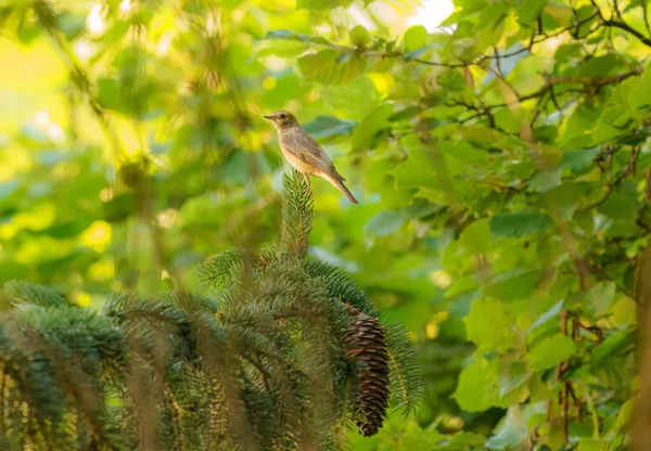 Linda Hembra Daurian Redstart Phoenicurus Phoenicurus Encaramado Madera Animal Naturaleza — Foto de Stock