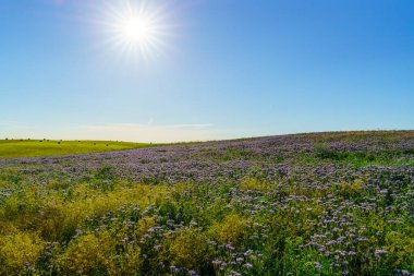 Mavi safra Phacelia tanacetifolia Benth, Brandenburg 'da yaz mevsiminde filizlenir.