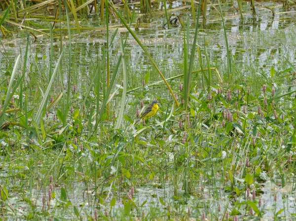 Western Yellow Wagtail Motacilla Flava Perching Shore Pond — Stock Photo, Image