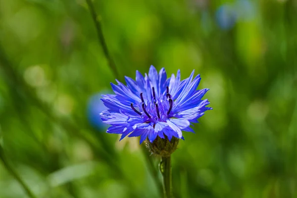 コーンフラワーの鮮やかな青の花は独身ボタンとも呼ばれ — ストック写真