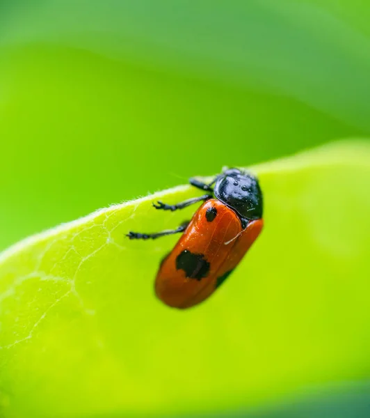 Winziger Ameisenbeutelkäfer Mit Rotem Rücken Mit Schwarzem Punkt Auf Grünem — Stockfoto