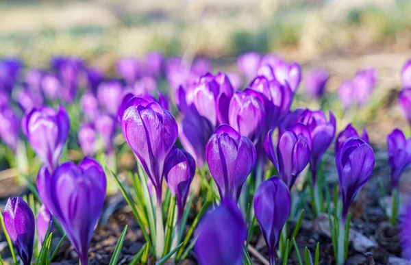 Blühende Violette Krokusse Zeitigen Frühling — Stockfoto