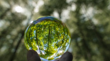 A beech woodland in spring with bluebells through a fish-eye lens Germany seen through a floating crystal ball