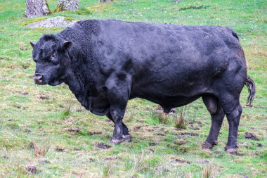 İngiliz çiftliğinde Siyah Aberdeen Angus soyağacı boğası