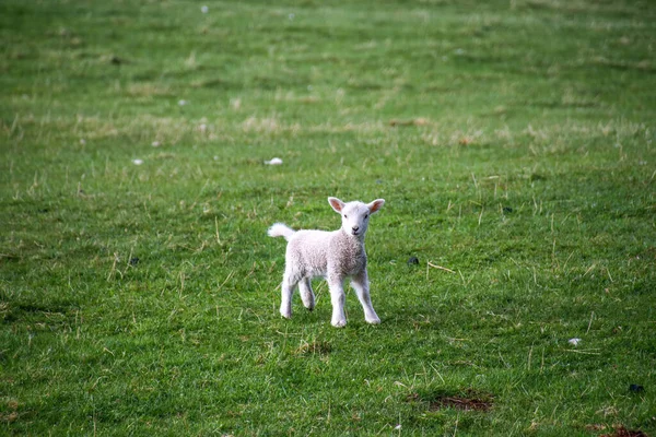 Mała Owieczka Rozciąga Się Rano — Zdjęcie stockowe