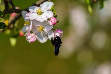 Yapraklarda siyah arı detayı