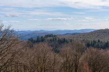 Palatinate Ormanı Manzarası