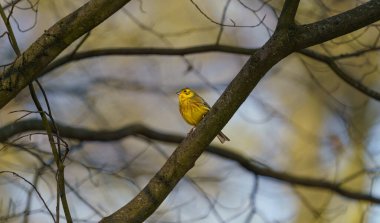 Sarı Çekiç Emberiza Citrinella sabah bir ağaçta oturur.