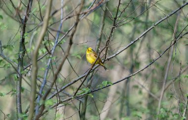 Sarı Çekiç Emberiza Citrinella sabah bir ağaçta oturur.
