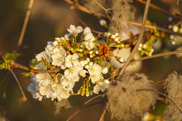 Schöne Blumen Der Kirschblüten Einem Frühlingstag — Stockfoto