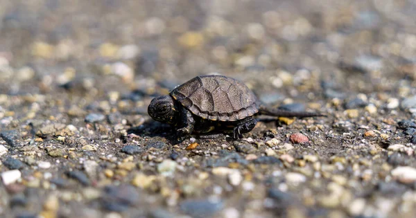 stock image A Yellow-bellied slider, Trachemys scripta scripta in Germany, Europe.