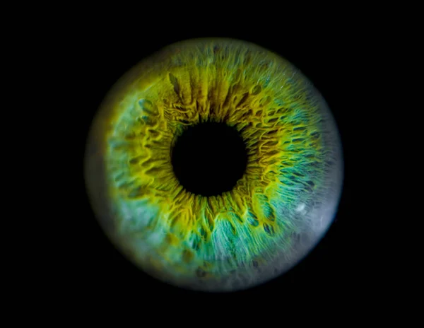Human blue iris eye. Pupil in macro on black background