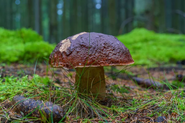 Pilze Den Wäldern Gefällt Steinpilz Edilus Beliebte Steinpilze Dänischen Wäldern — Stockfoto