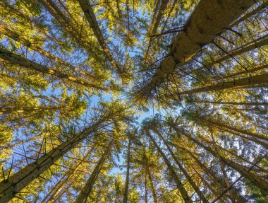 Fall autumn treetops upward view from a ground