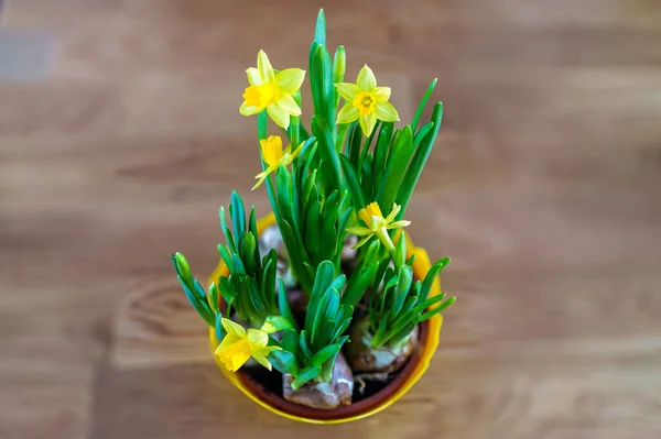 Nahaufnahme Kleiner Blühender Narzissen Einem Gelben Topf Auf Einem Holztisch — Stockfoto