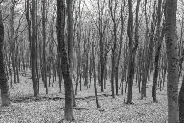 Kayın ormanı gizemli yumuşak ışıkta