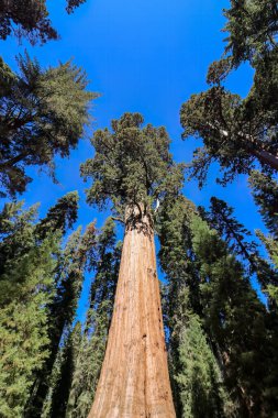 General Sherman Tree Sequoia Ulusal Parkı'nda