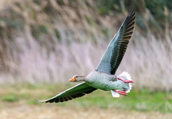 Χήνα Greylag Anser Anser Στην Πτήση — Φωτογραφία Αρχείου