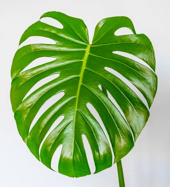 stock image large monstera leaf, tropical, botanical nature with a bright white background