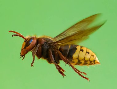Avrupa 'nın en büyük eşekarısı olan ve 1800' lerde Kuzey Amerika 'da bulunan tek gerçek eşek arısı olan canlı Avrupa eşek arısı Vespa Crabro' ya yakından bakın..