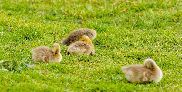 Adorable Cute Baby Goose Gosling Siedzi Zielonej Trawie Parku Jedzenie — Zdjęcie stockowe