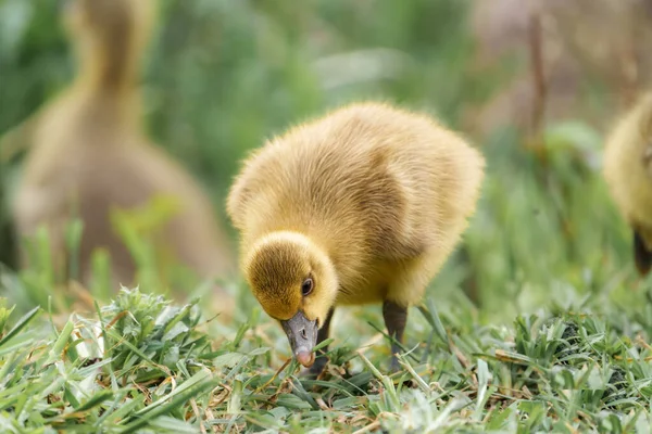 Bedårande Söt Baby Gås Gosling Sitter Grönt Gräs Park Äta — Stockfoto