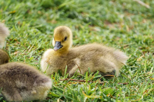 Adorável Bonito Bebê Ganso Gosling Sentado Grama Verde Parque Comendo — Fotografia de Stock