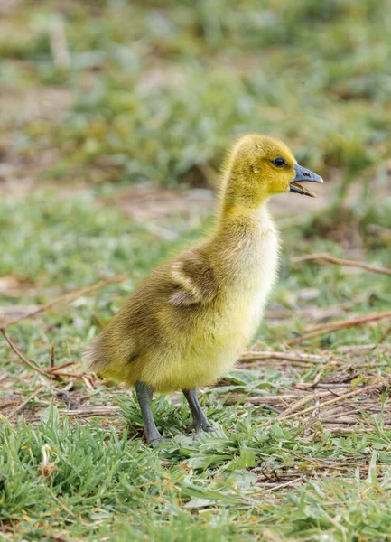 Αξιολάτρευτο Χαριτωμένο Μωρό Χήνα Gosling Κάθεται Πράσινο Γρασίδι Ένα Πάρκο — Φωτογραφία Αρχείου