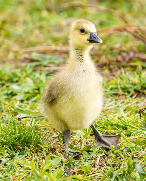 Entzückend Niedliche Baby Gans Gosling Sitzt Auf Grünem Gras Einem — Stockfoto