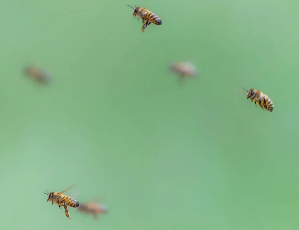 Бджола Літає Вулика Пилком — стокове фото