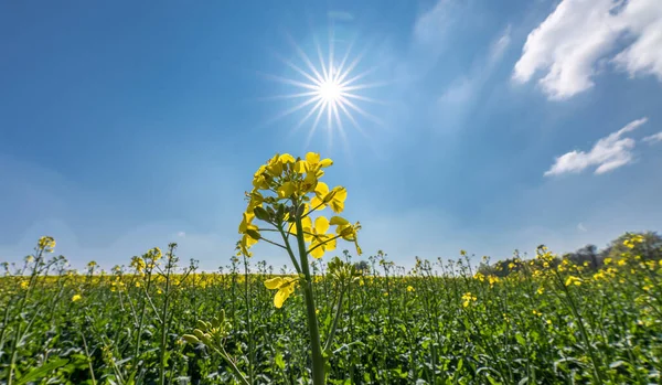 Eine Blühende Rapspflanze Nahaufnahme Mit Einer Sonne Mit Einem Großen — Stockfoto