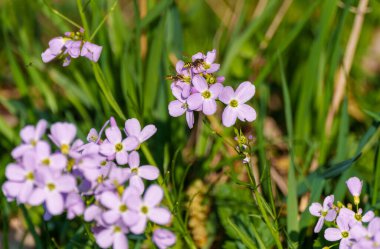 Cardamine Pratensis, üzerinde eşekarısı olan bayanın önlük çiçeği bitkisi.