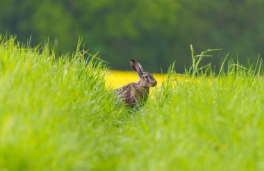 Yabani kahverengi tavşan, lepus europaeus, baharda yeşil bir alanda uyarı kulakları ile bakıyor. Kopya alanı ile kamera bakan çim gizli Tavşan.