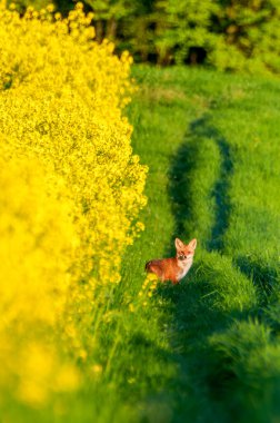 Tilki, vahşi, yerli, sembolik İngiliz memelisi. Yaz boyunca yeşil çimlere serilmiş genç bir tilkinin yakın çekimi. Güzel kehribar gözler. Bilimsel adı Vulpes vulpes. Yatay olarak. Boşluğu kopyala