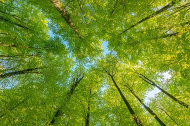 Batan güneşin yaprakların ve dalların arasında parladığı bahar ormanı. Doğa, ormancılık, habitat, çevre ve sürdürülebilirlik kavramları