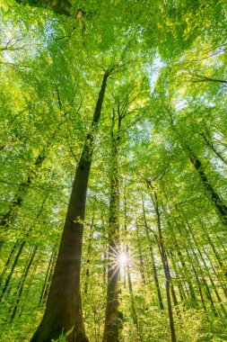 Batan güneşin yaprakların ve dalların arasında parladığı bahar ormanı. Doğa, ormancılık, habitat, çevre ve sürdürülebilirlik kavramları