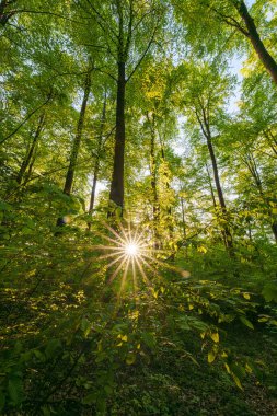 Batan güneşin yaprakların ve dalların arasında parladığı bahar ormanı. Doğa, ormancılık, habitat, çevre ve sürdürülebilirlik kavramları