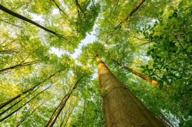 Batan güneşin yaprakların ve dalların arasında parladığı bahar ormanı. Doğa, ormancılık, habitat, çevre ve sürdürülebilirlik kavramları