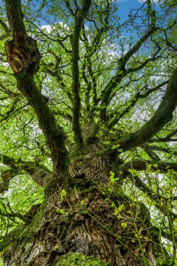Eski meşe ağacının gövde.