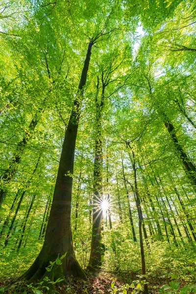 Forêt Printanière Avec Coucher Soleil Qui Brille Travers Les Feuilles — Photo