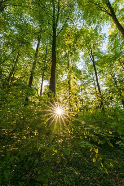 Bosque Primaveral Con Sol Poniente Que Brilla Través Hojas Ramas — Foto de Stock