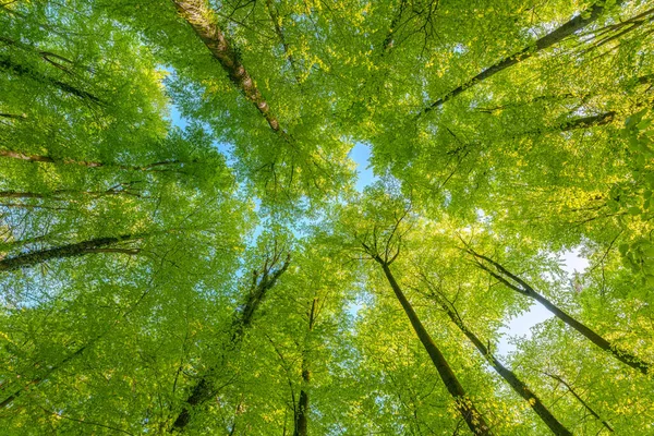 나뭇잎 사이로 햇살이 비치는 서식지 가능성 스톡 사진