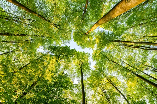 나뭇잎 사이로 햇살이 비치는 서식지 가능성 로열티 프리 스톡 사진